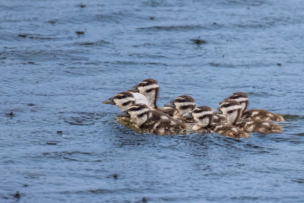 Lesser Whistling-Duck - ML609459236