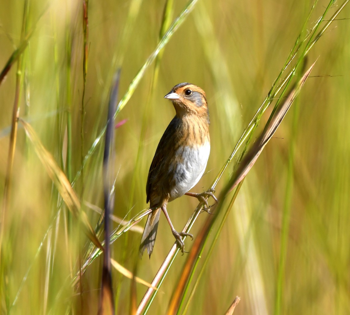 Nelson's Sparrow - ML609459282