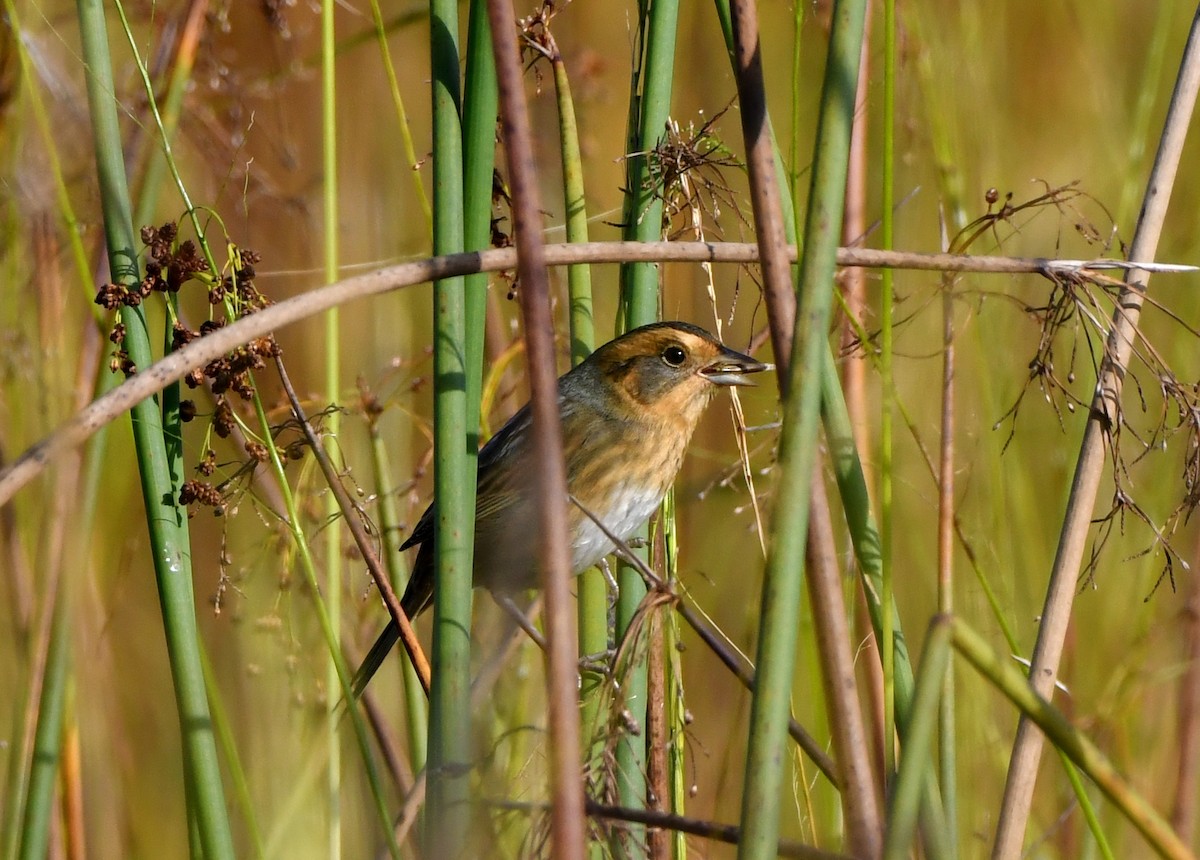 Nelson's Sparrow - Stéphane Barrette