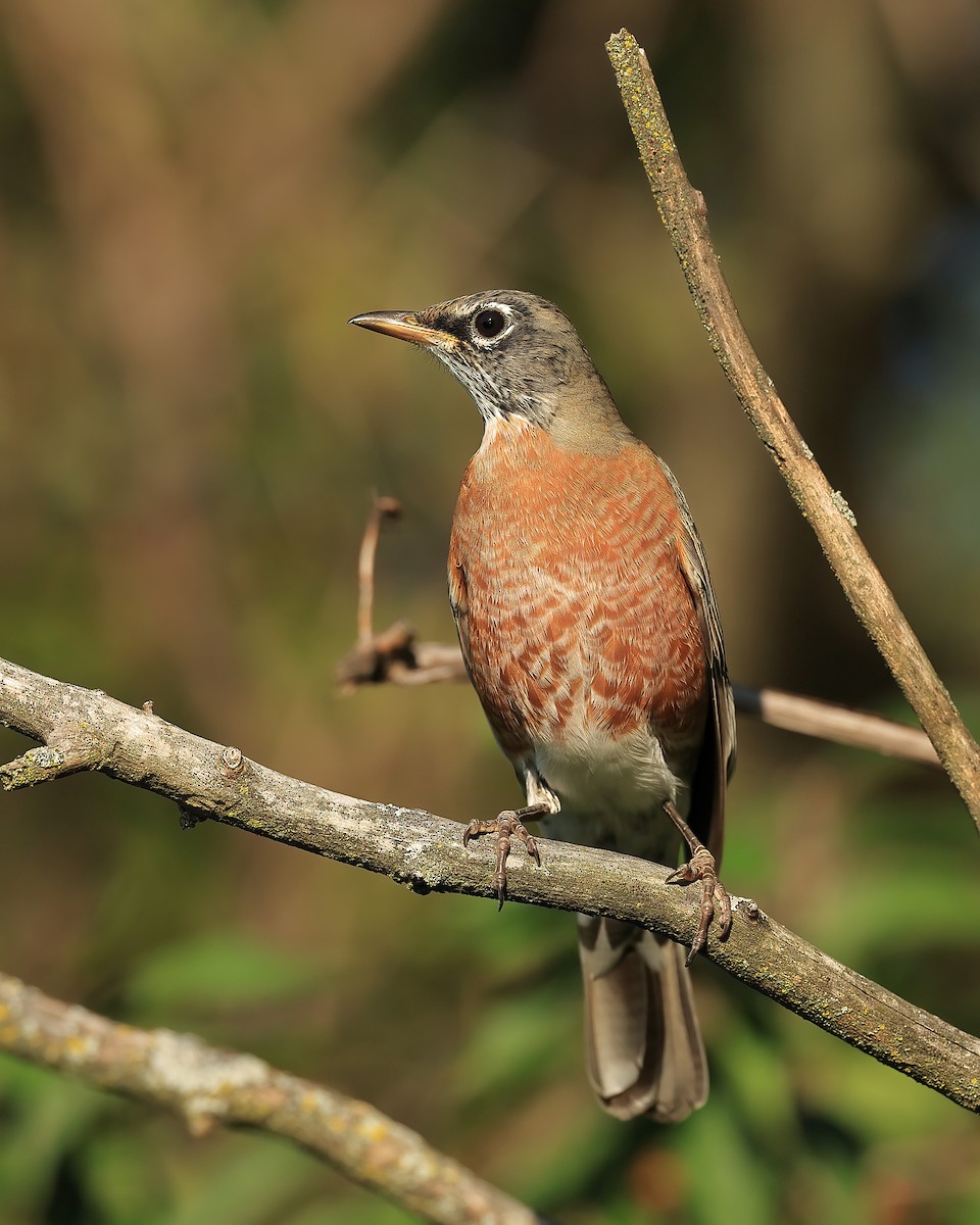 American Robin - ML609459346