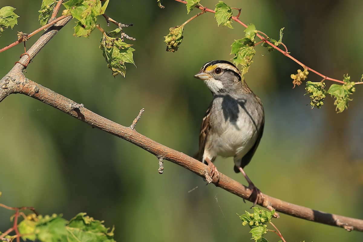 White-throated Sparrow - ML609459348