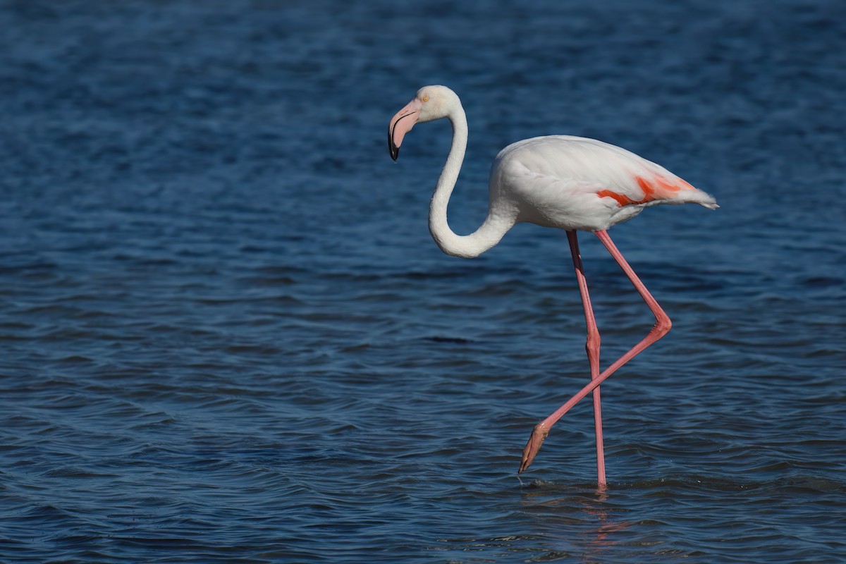 Greater Flamingo - Regard Van Dyk