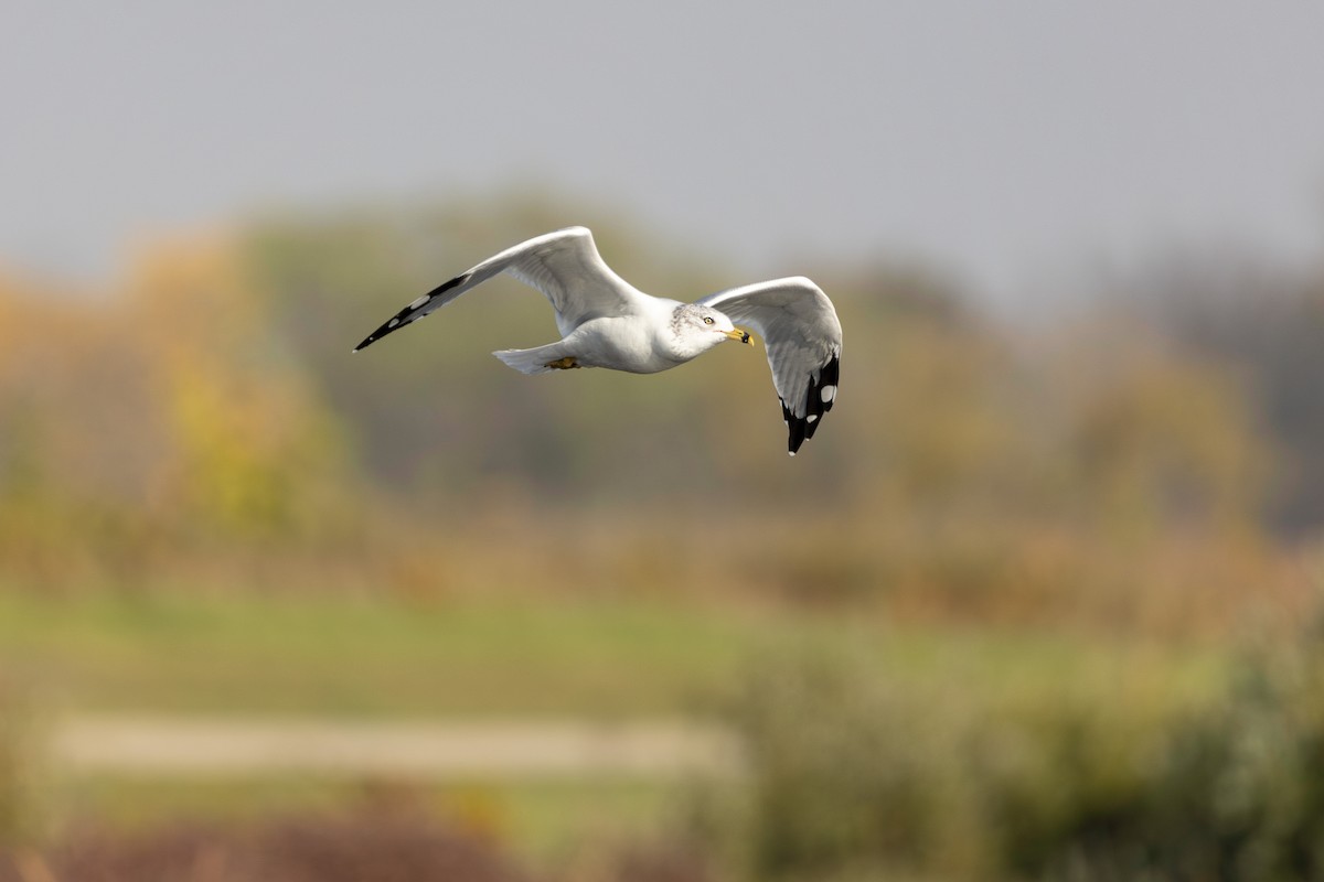 Ring-billed Gull - ML609459435