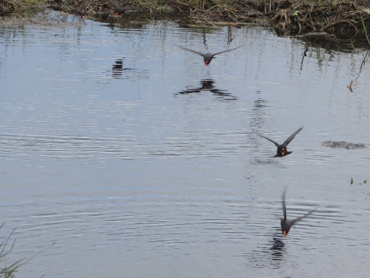 African River Martin - Alexis Lamek