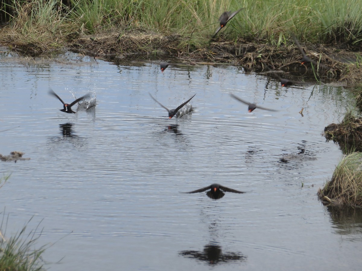 African River Martin - Alexis Lamek