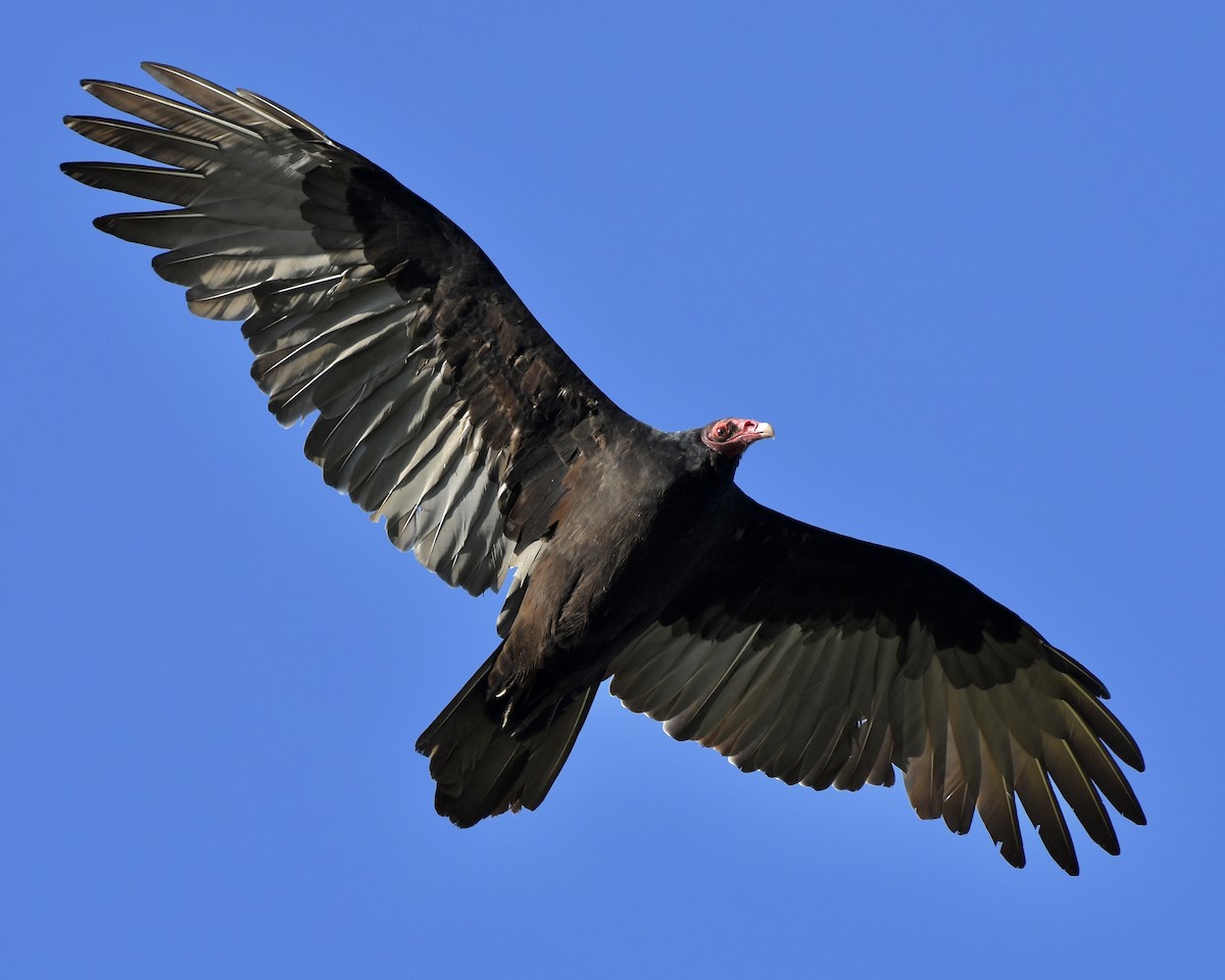 Turkey Vulture - ML609459547