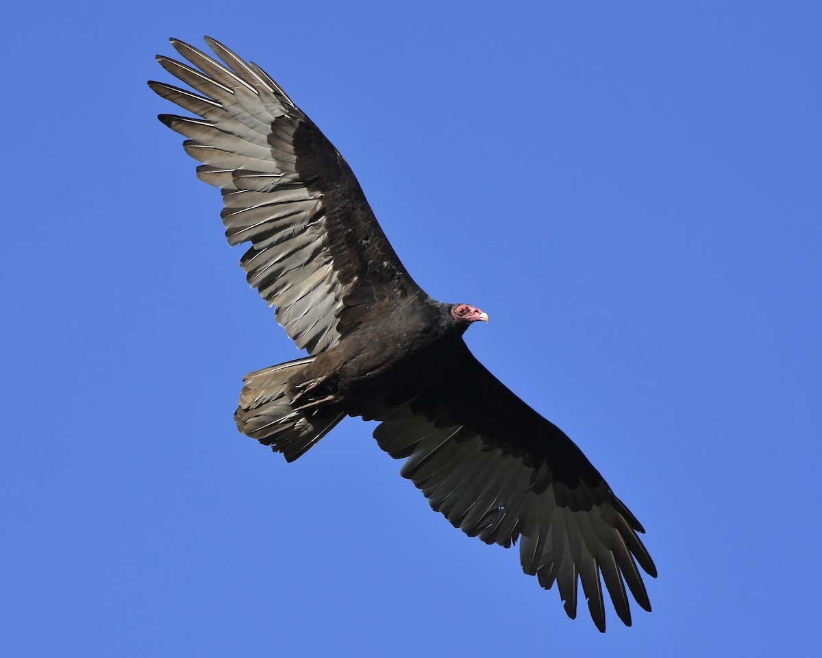 Turkey Vulture - ML609459548