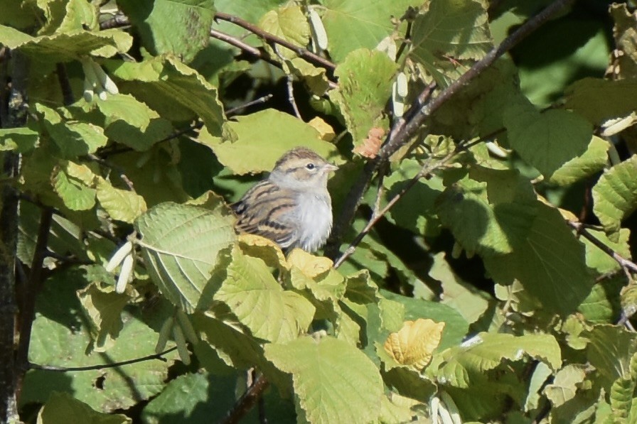 Chipping Sparrow - ML609459583