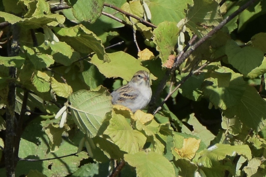 Chipping Sparrow - ML609459585