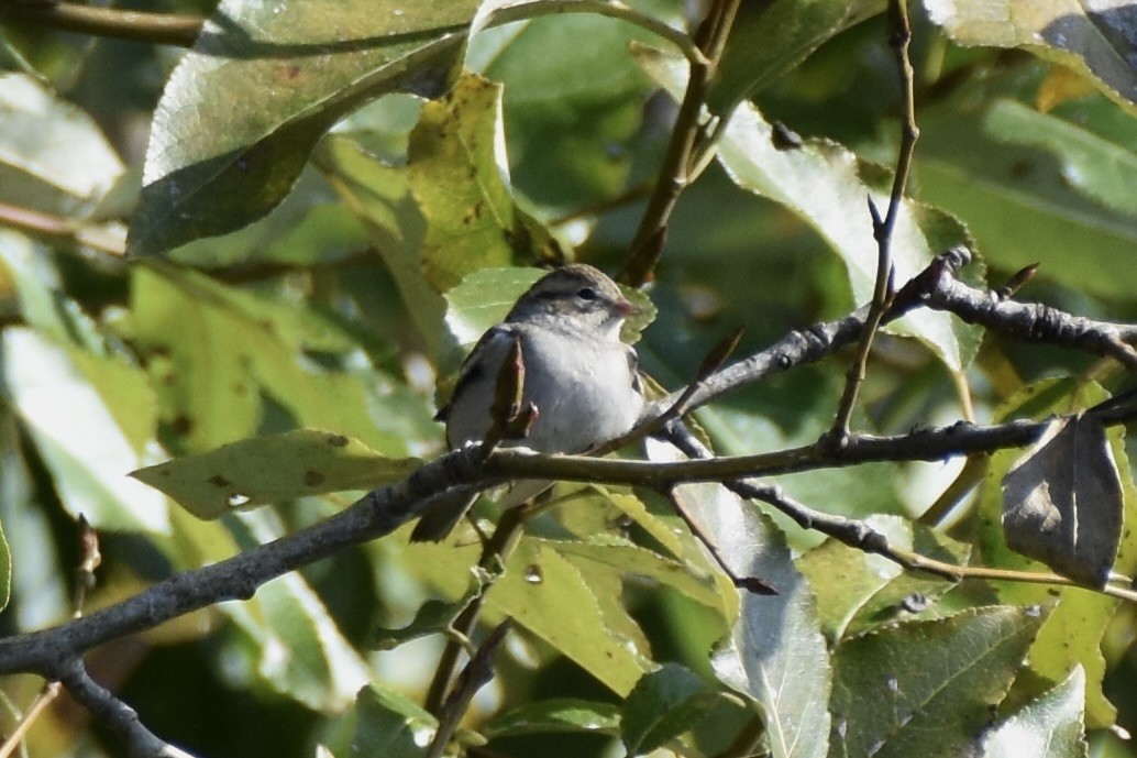 Chipping Sparrow - ML609459586