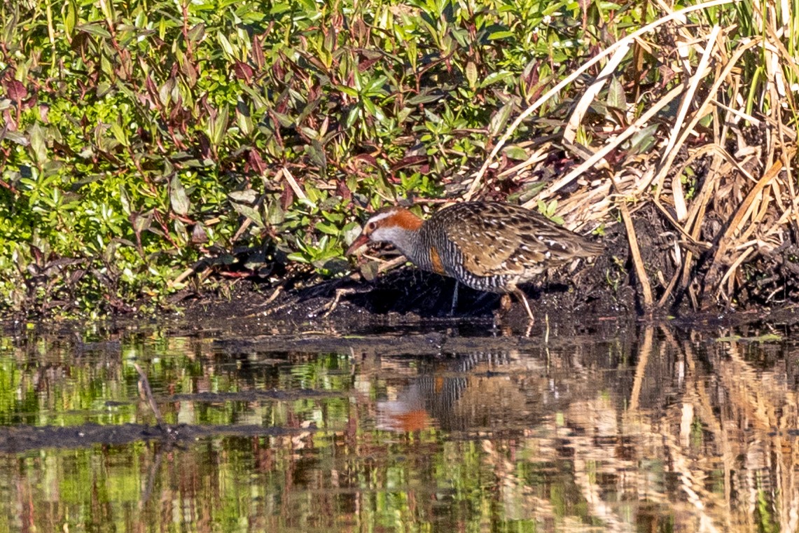 Buff-banded Rail - ML609459668