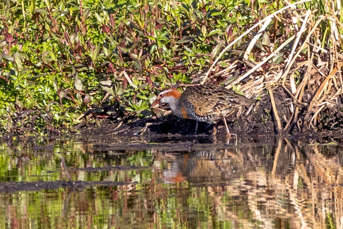 Buff-banded Rail - ML609459669