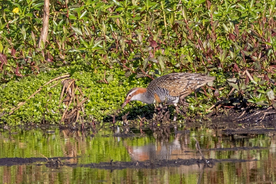 Buff-banded Rail - ML609459670