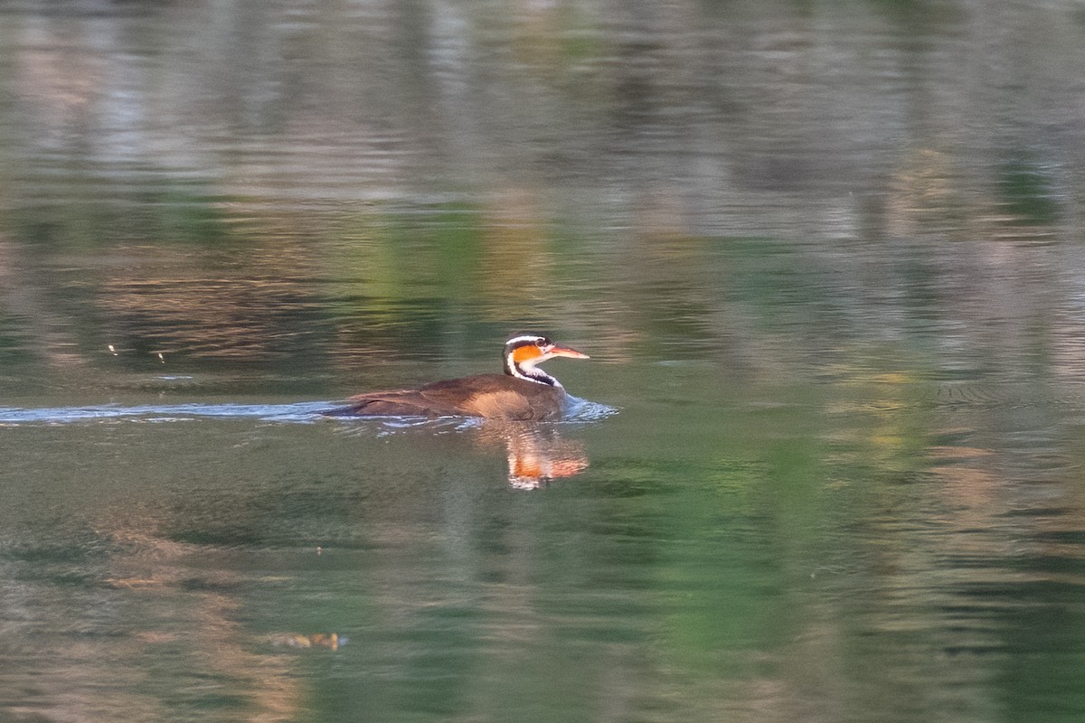 Sungrebe - ML609459755