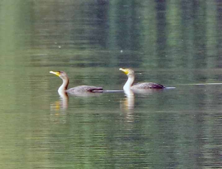 Cormoran à aigrettes - ML609459767