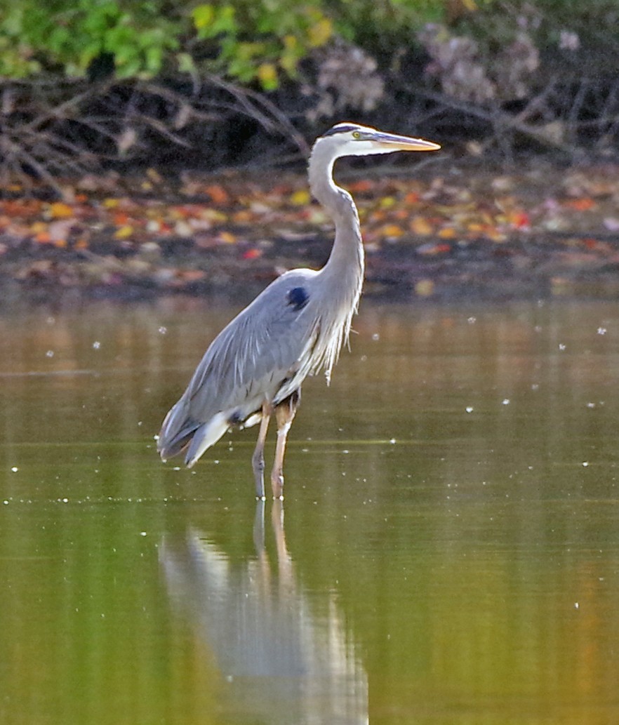 Great Blue Heron - Bill Winkler