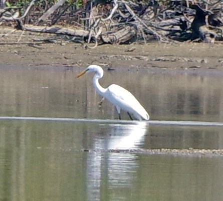 Great Egret - ML609459830