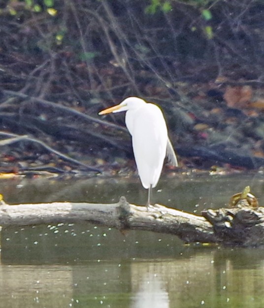 Great Egret - Bill Winkler