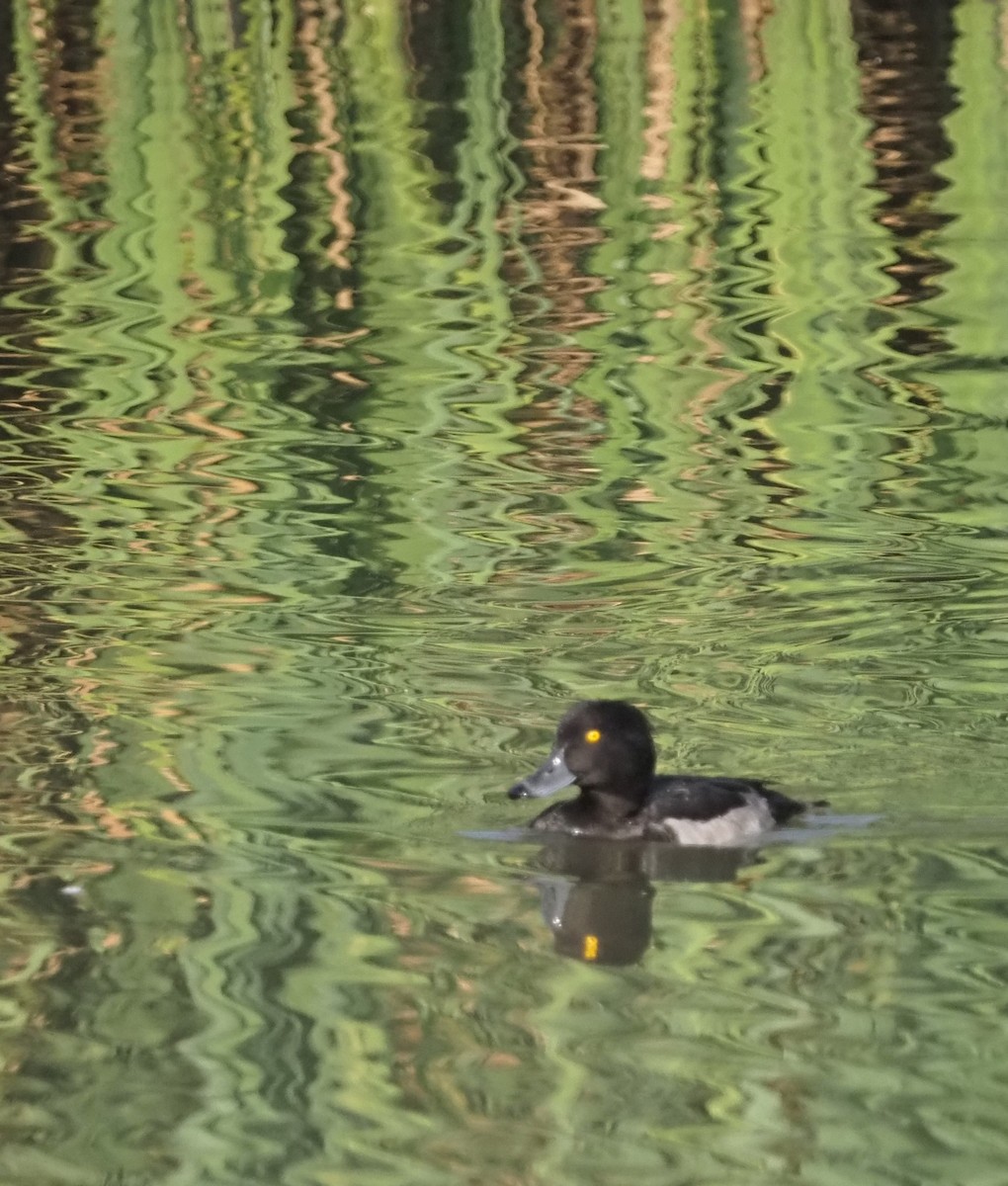 Tufted Duck - ML609459862