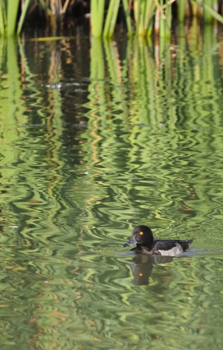 Tufted Duck - ML609459863