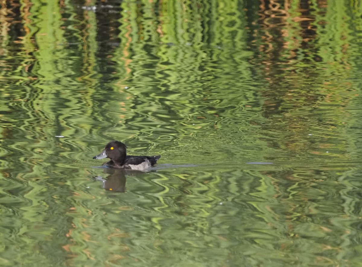 Tufted Duck - ML609459864