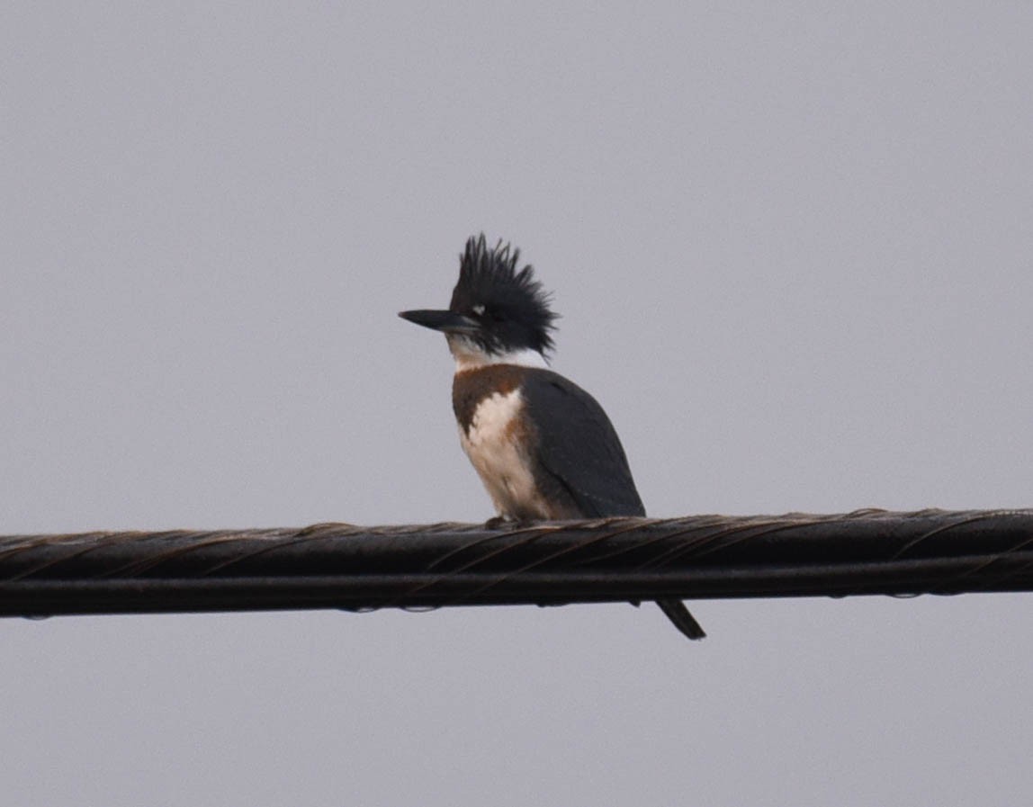 Belted Kingfisher - ML609459913