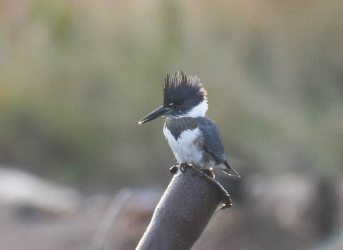 Belted Kingfisher - ML609459914