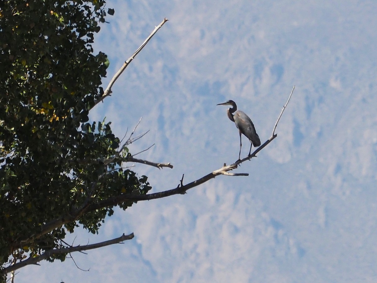 Great Blue Heron - ML609459915