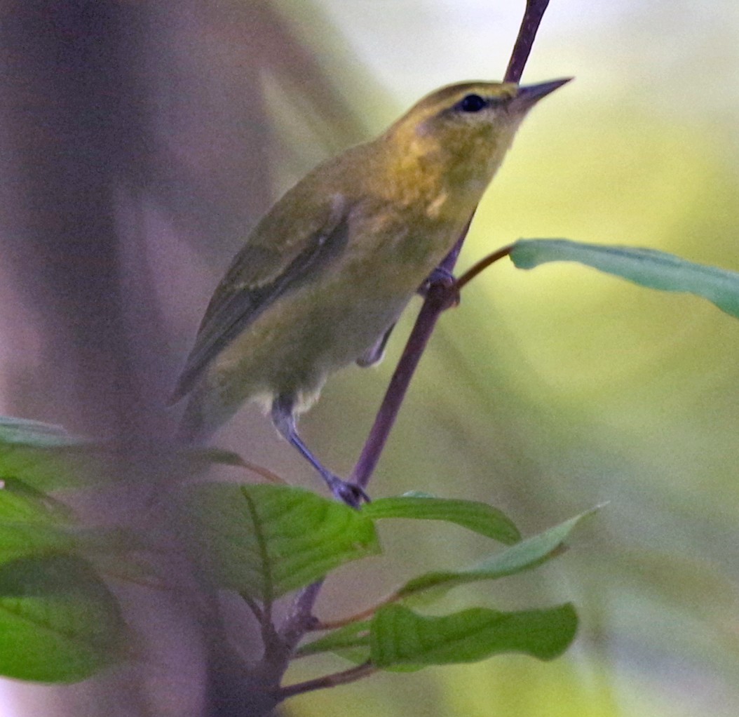 Tennessee Warbler - ML609459917