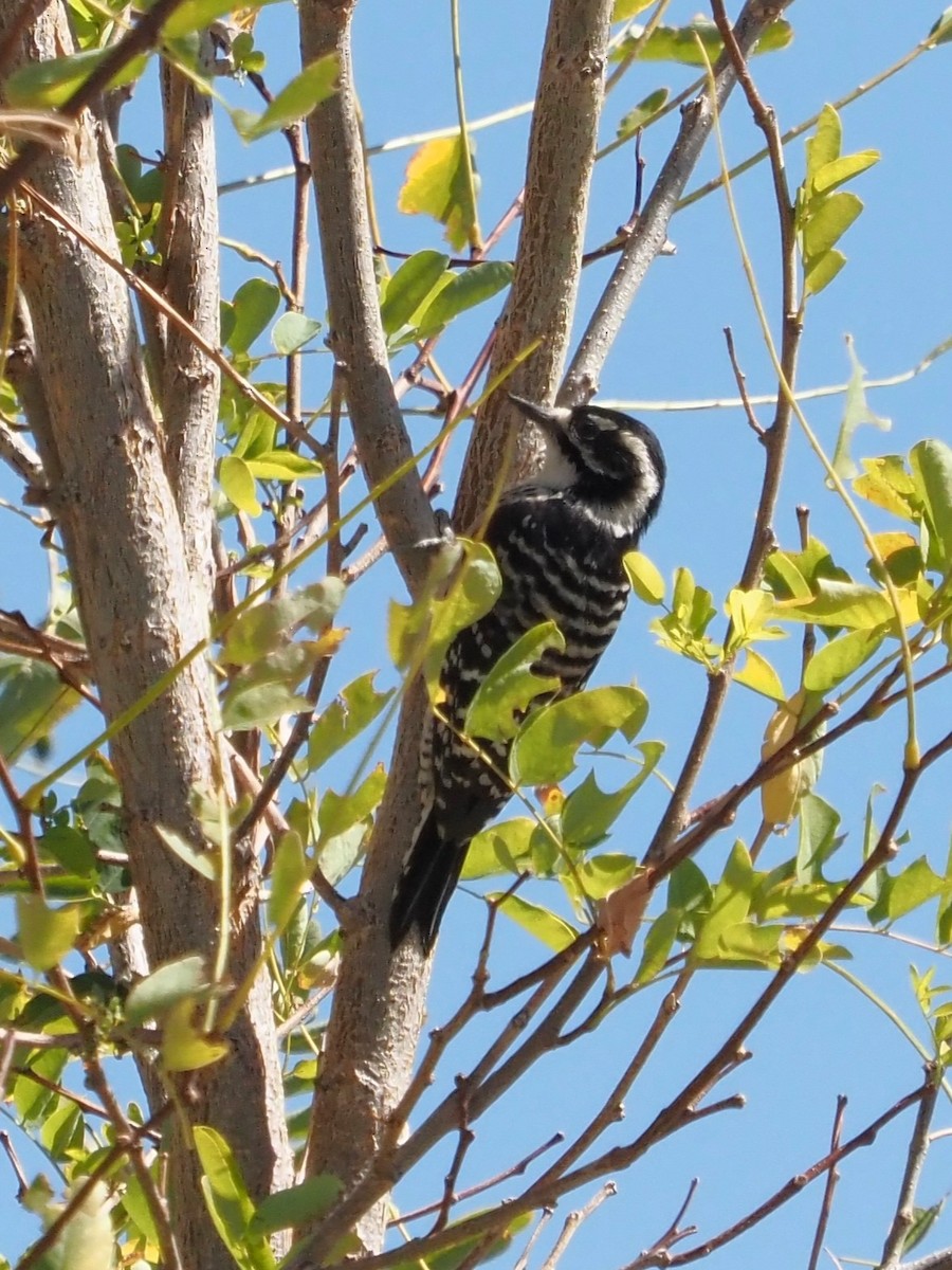 Nuttall's Woodpecker - Jack Wickel