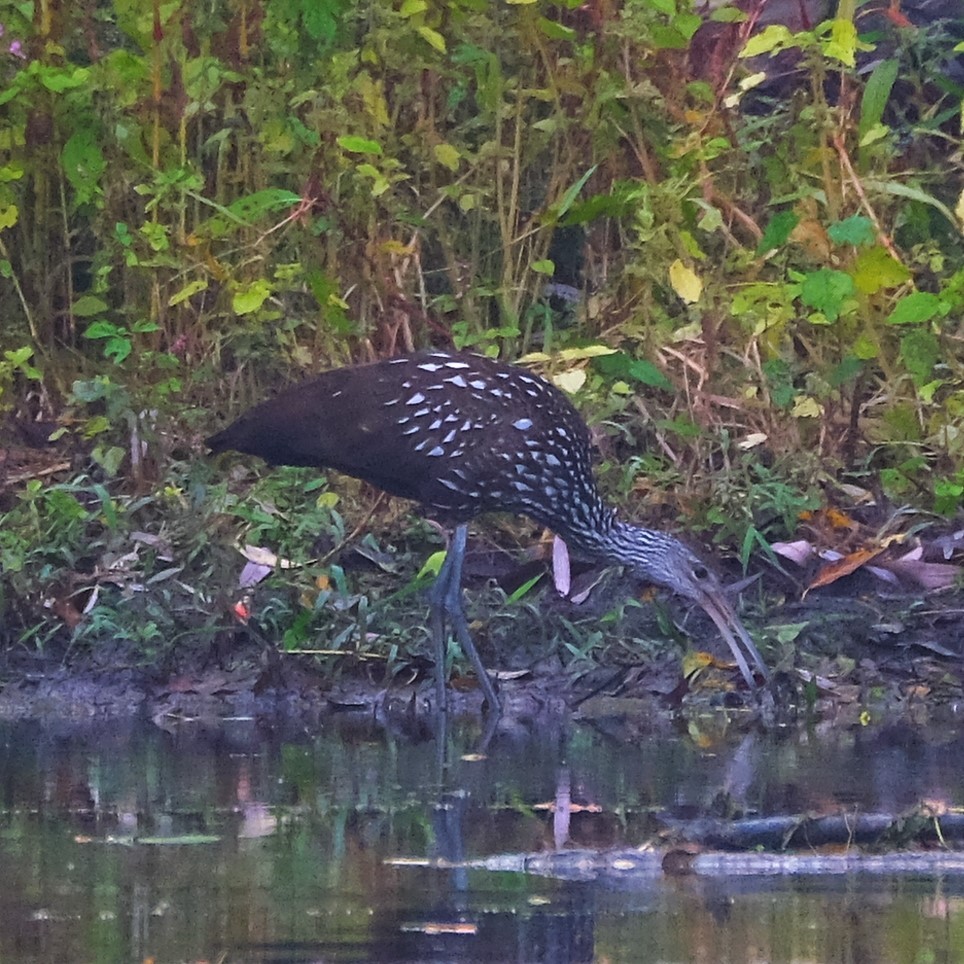 Limpkin - Andrew Dressel