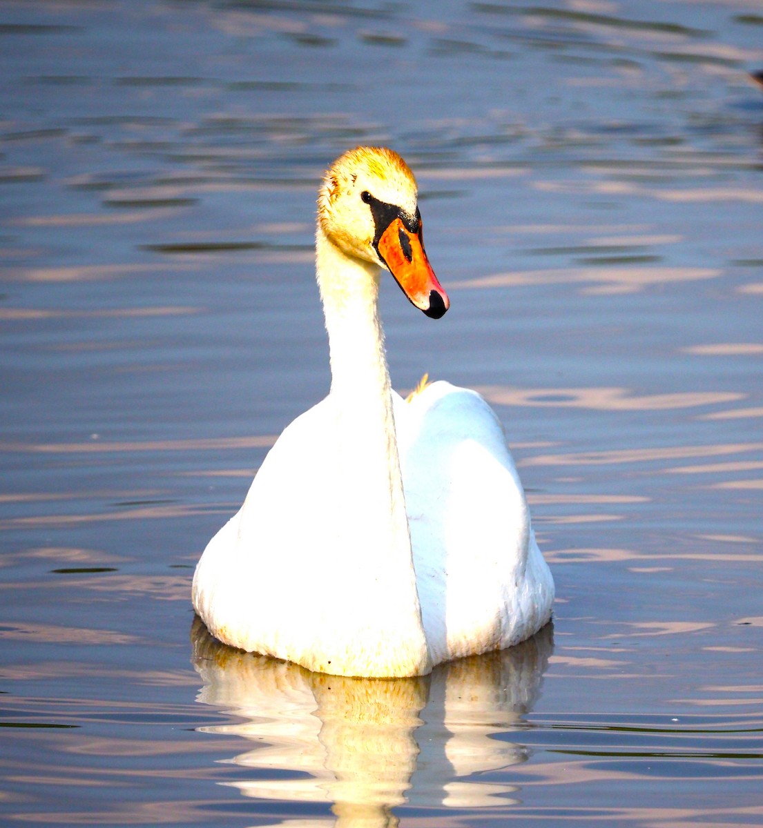 Mute Swan - ML609459999