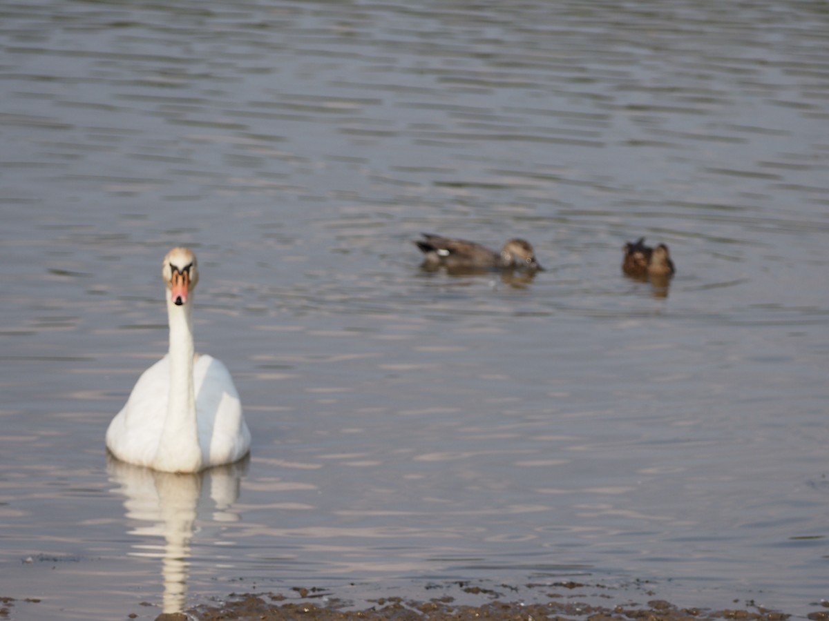 Mute Swan - ML609460000