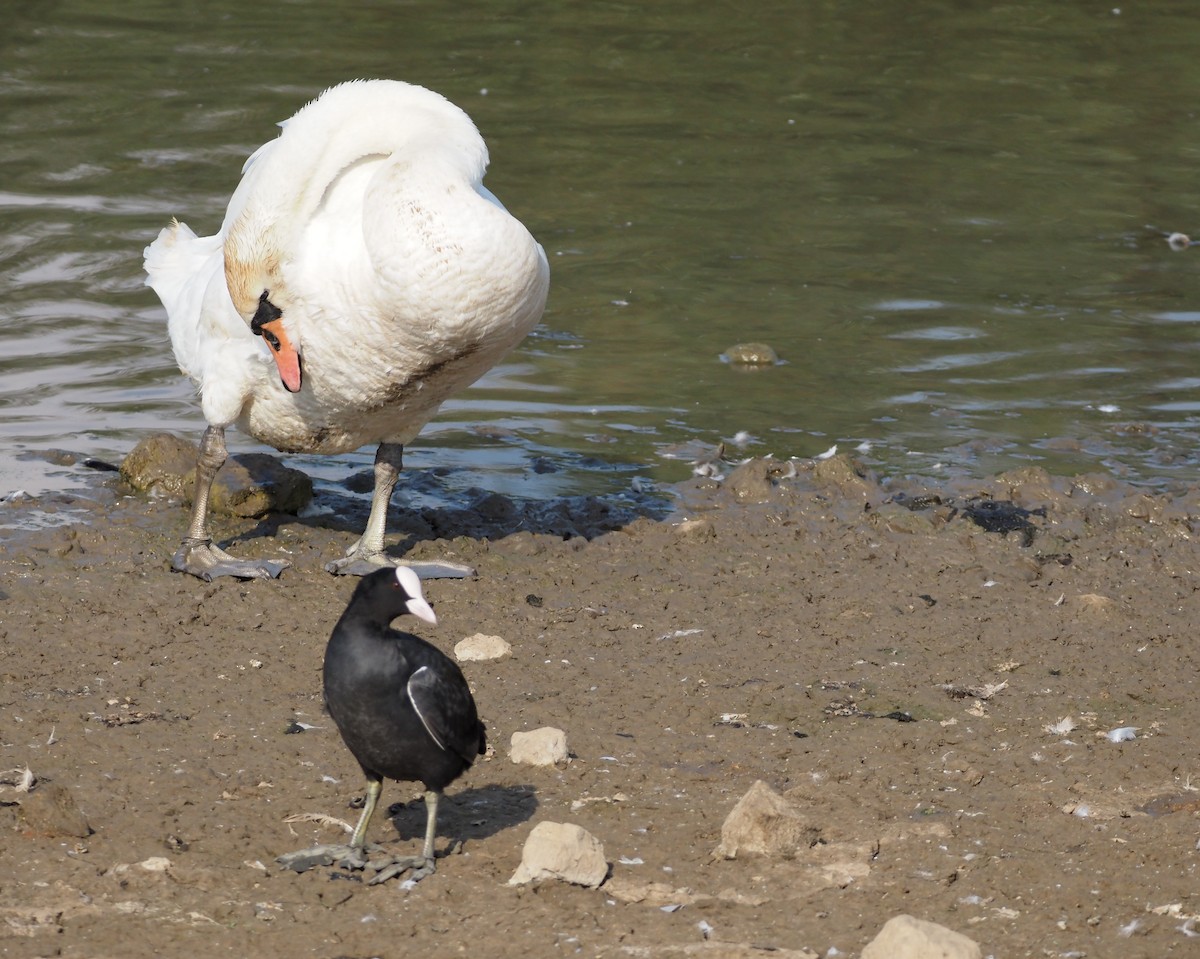 Mute Swan - ML609460009