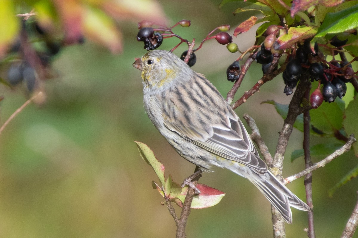 Island Canary - ML609460102