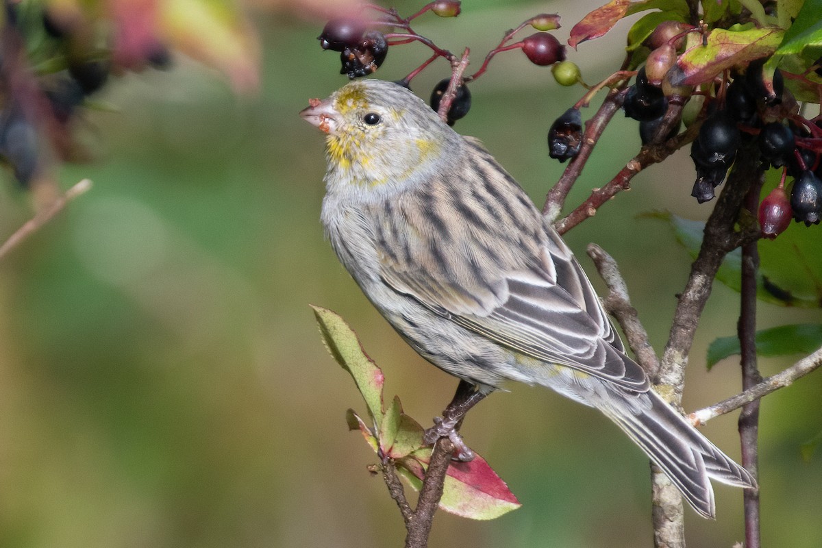 Island Canary - ML609460103