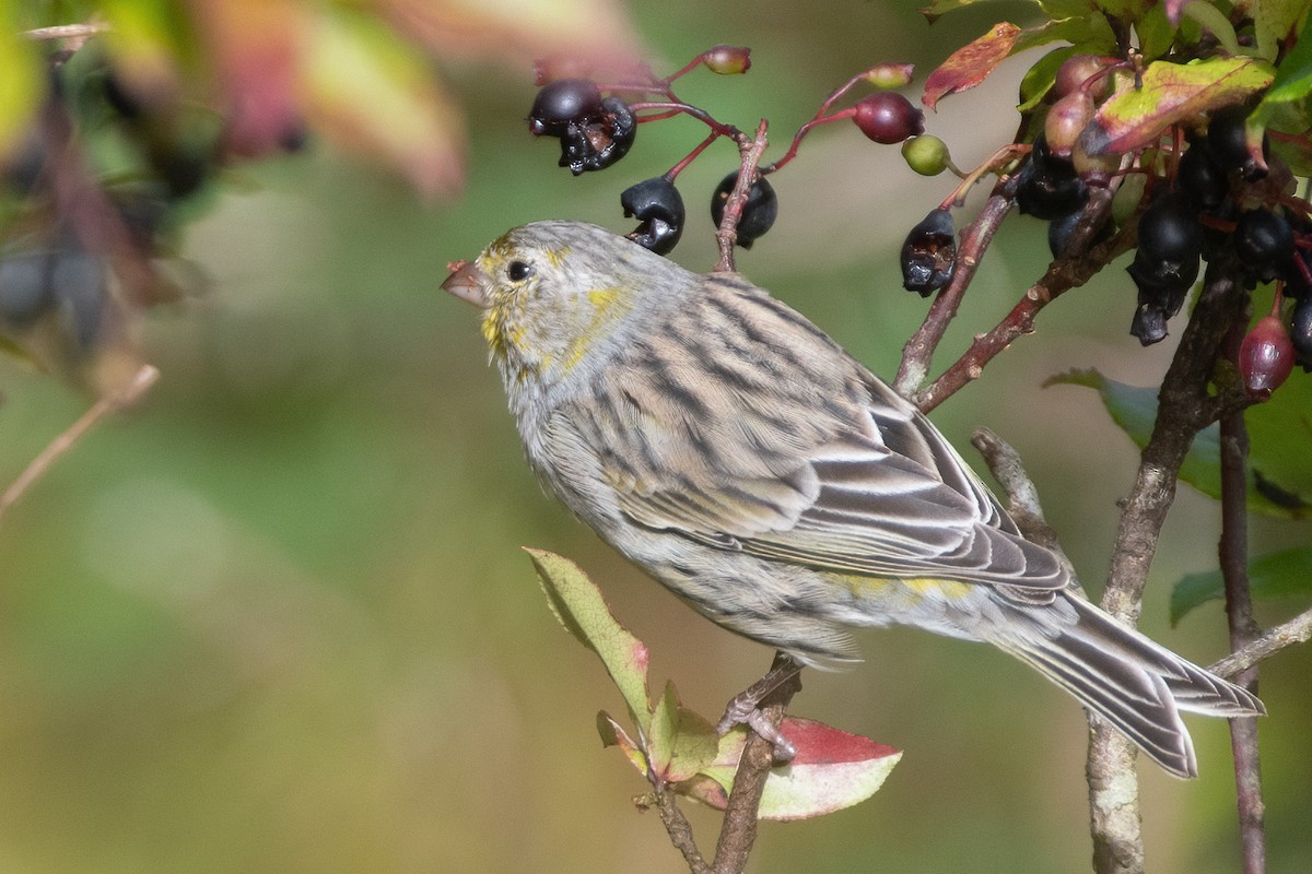 Island Canary - ML609460104