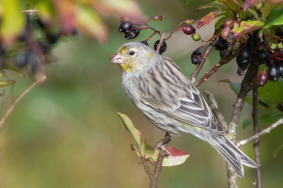Island Canary - ML609460106
