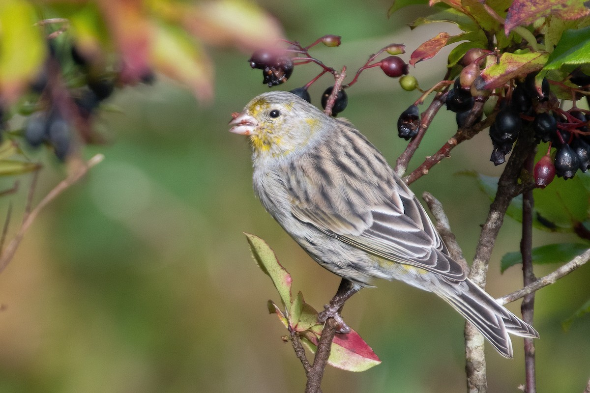 Island Canary - ML609460108