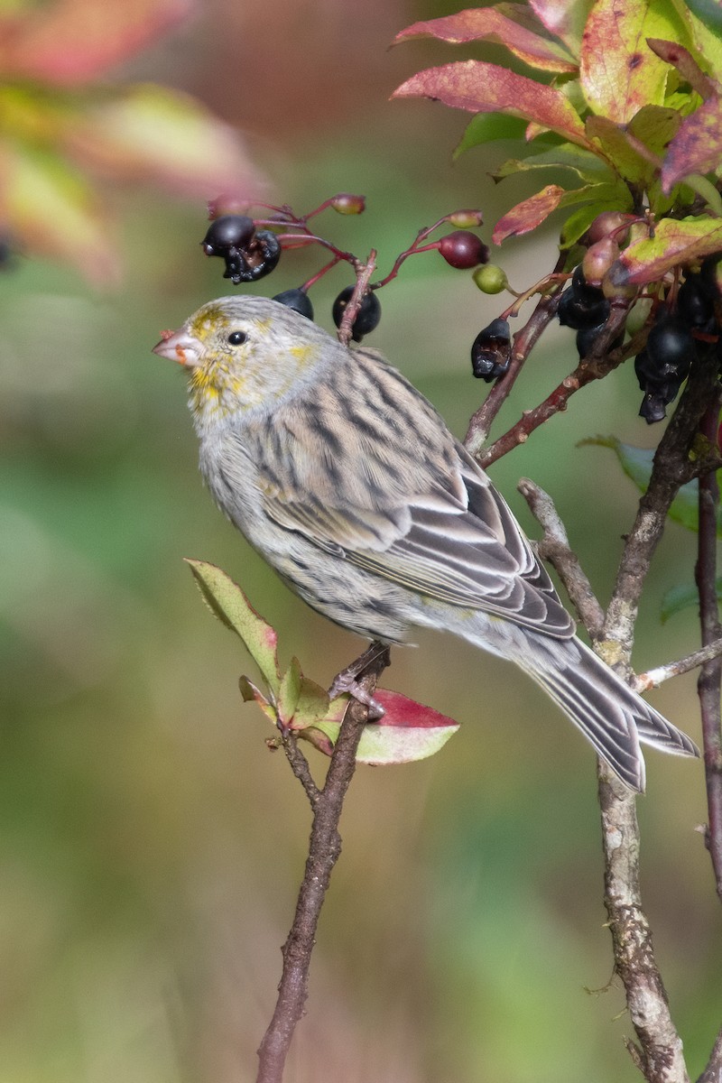 Island Canary - ML609460109