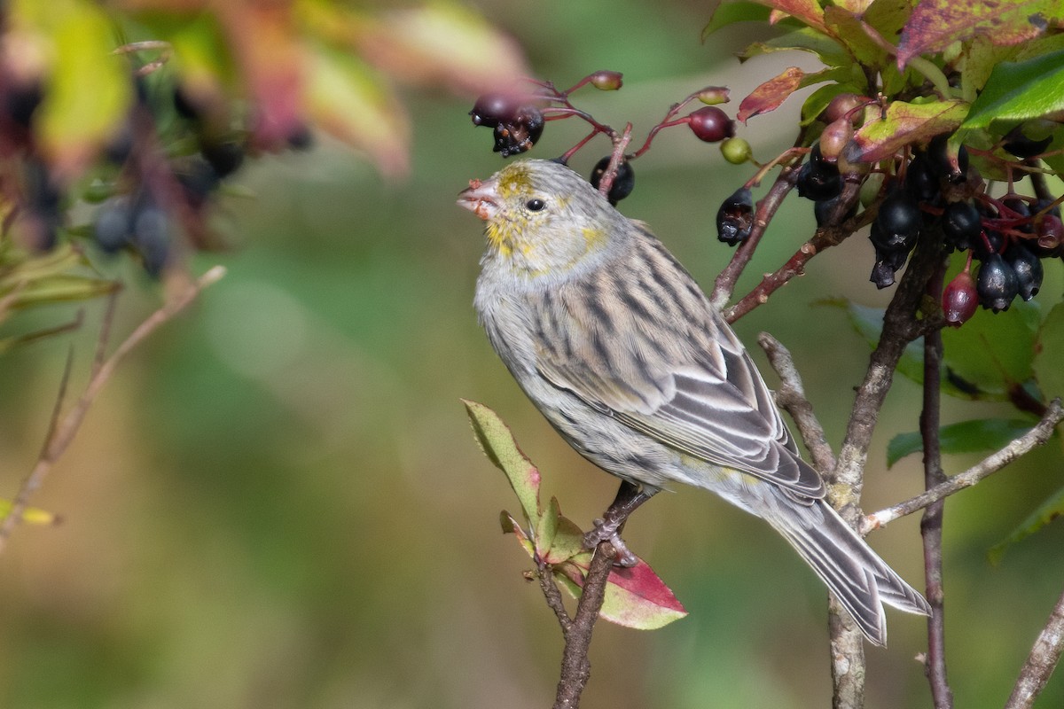 Island Canary - ML609460110
