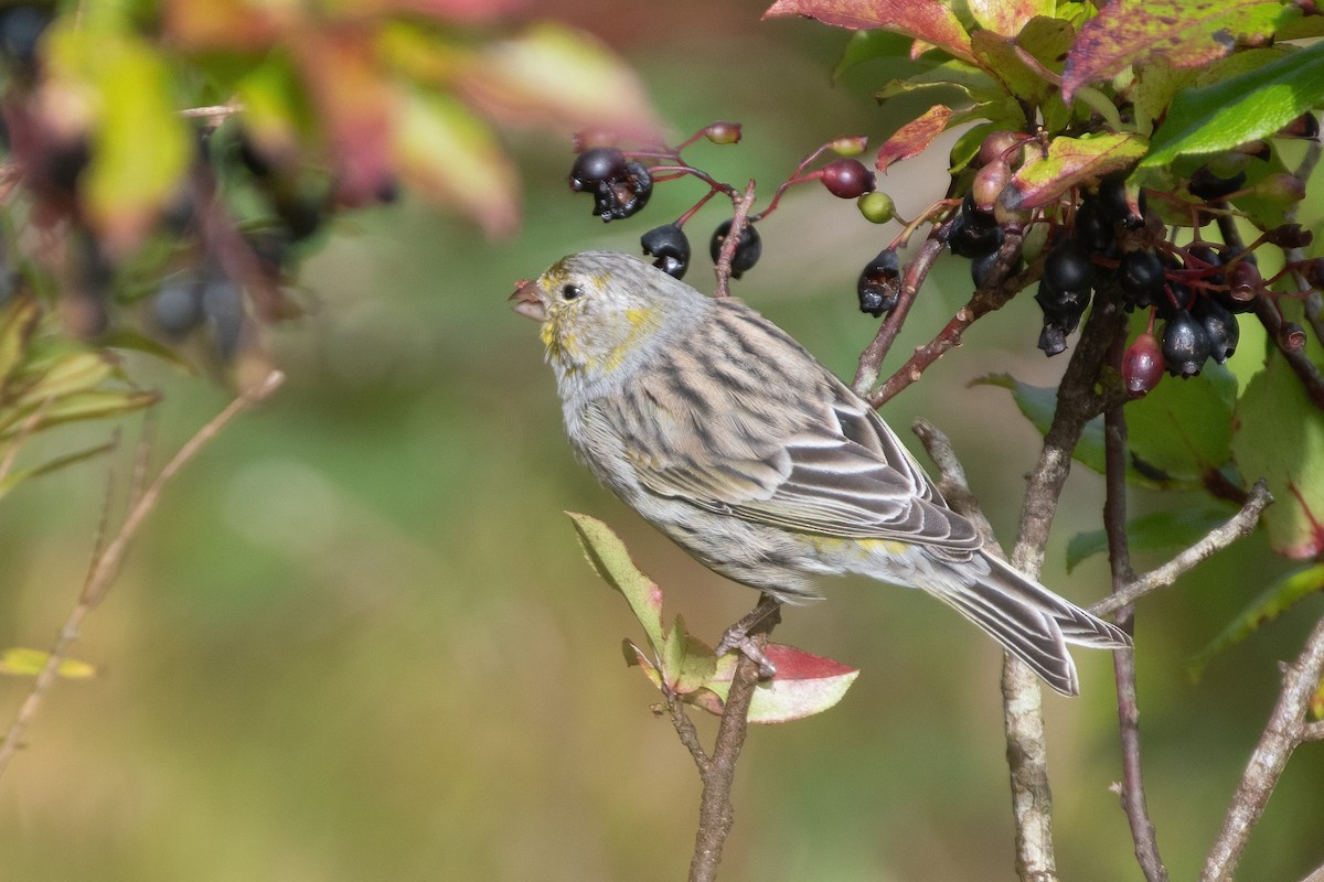 Island Canary - ML609460111