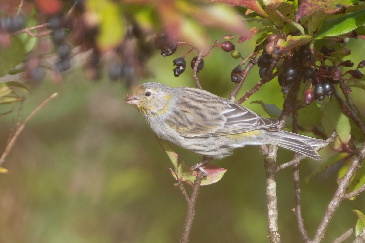Island Canary - ML609460112