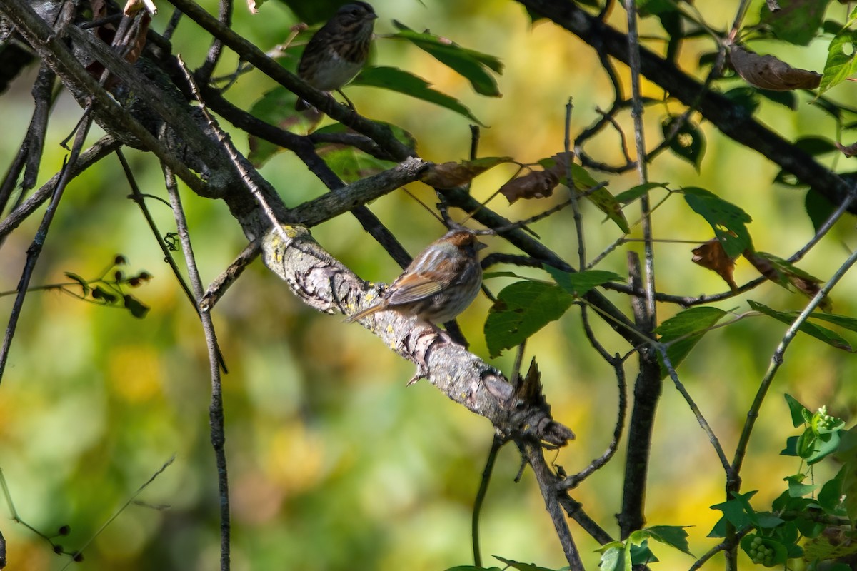 Nelson's Sparrow - ML609460126