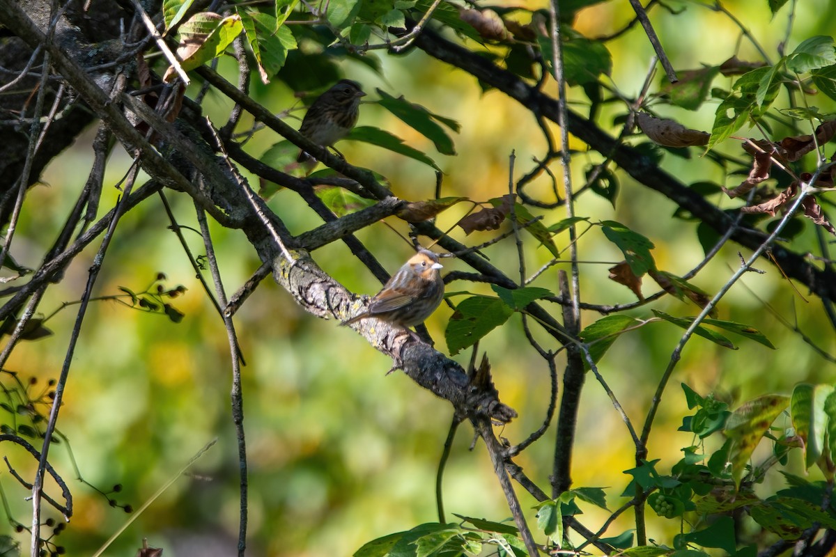 Nelson's Sparrow - ML609460128