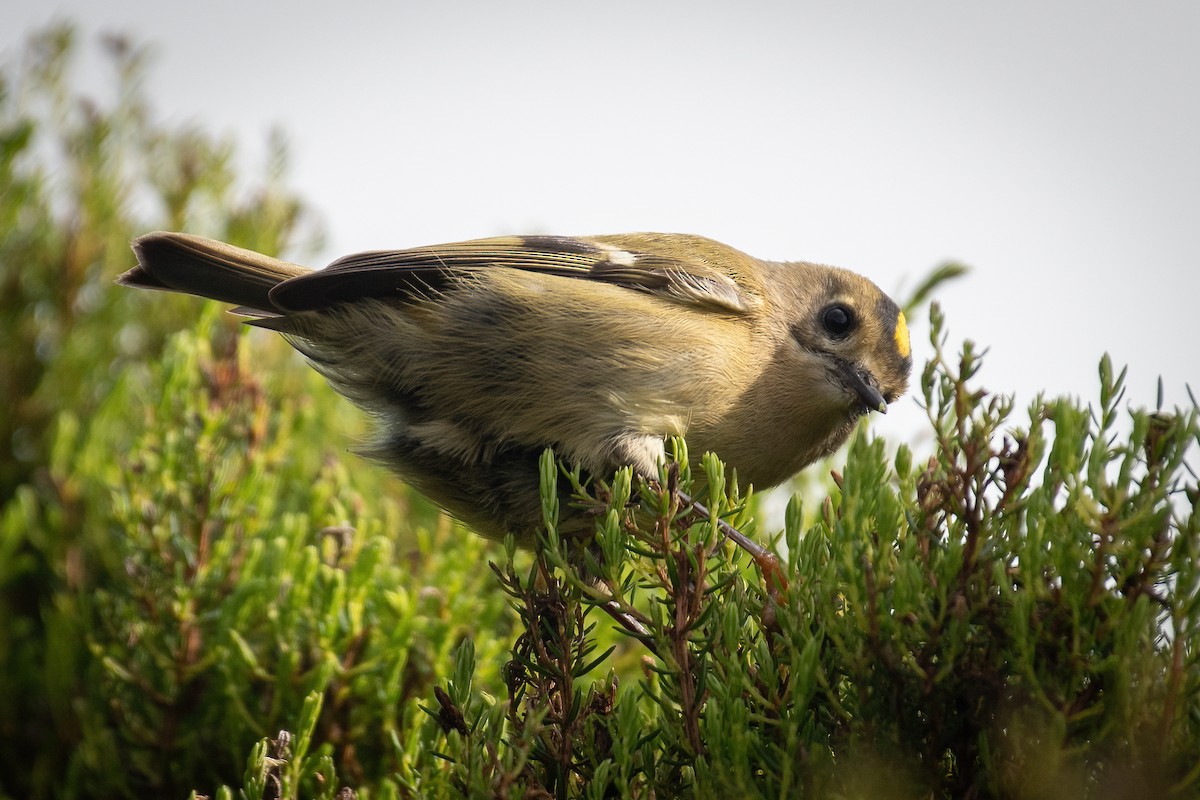 Goldcrest (Western Azores) - ML609460177