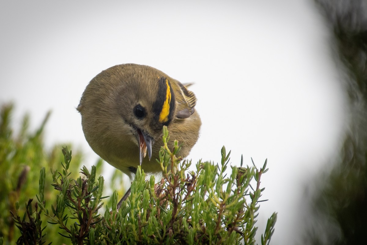 Goldcrest (Western Azores) - ML609460178