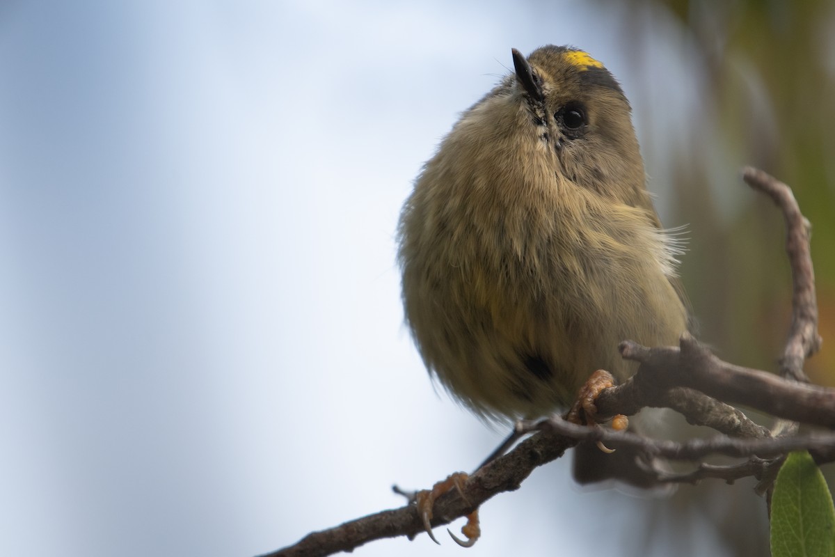 Goldcrest (Western Azores) - ML609460179