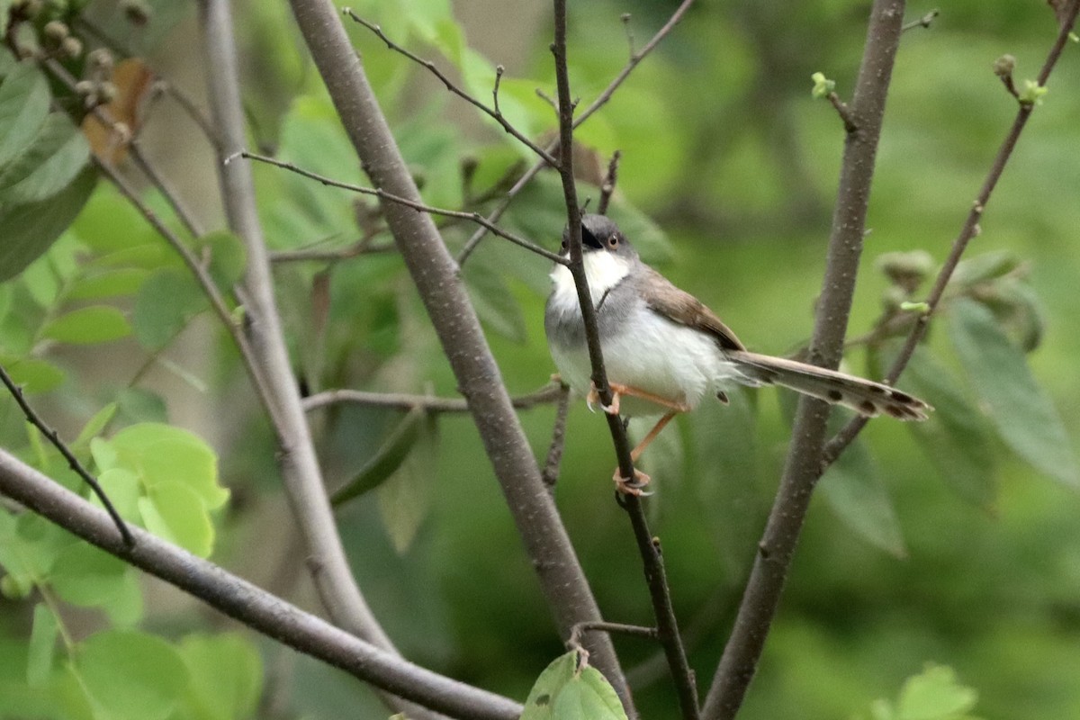 Gray-breasted Prinia - ML609460328