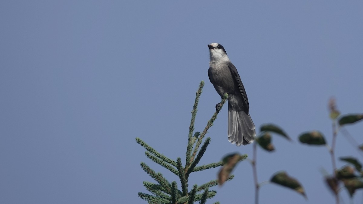 Canada Jay - ML609460329
